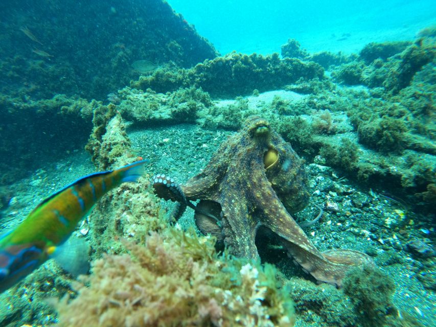 Terceira Island:Try Scuba in a Shipwreck-Archeological park - Should you book Try Scuba at the Angra Bay park?