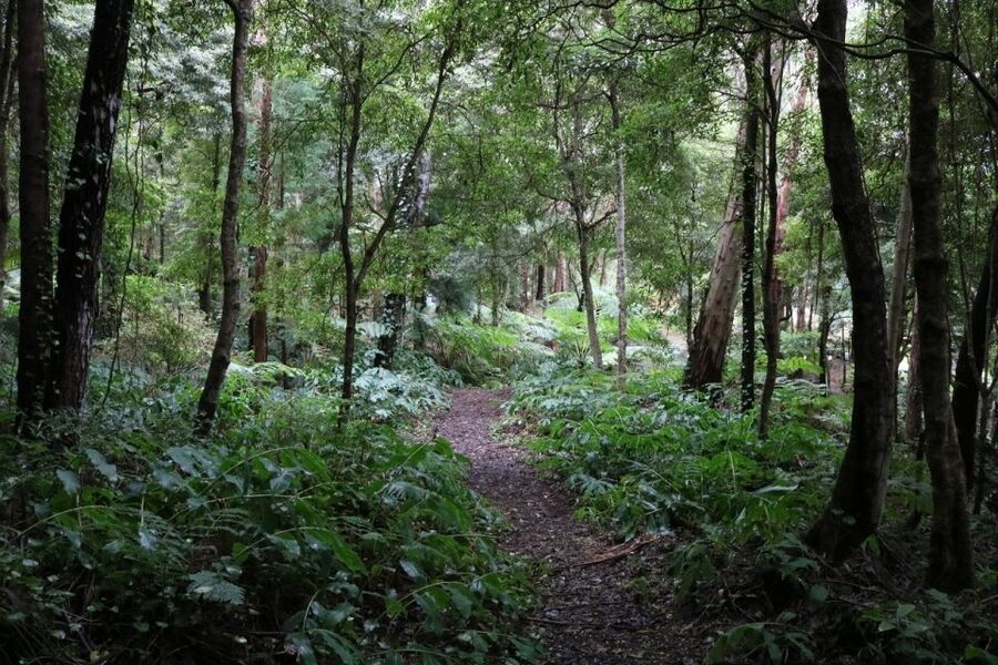 Terceira Island: Walking Trails Hiking Tour - Terceira’s “Choose Your Scenery” Hiking Style