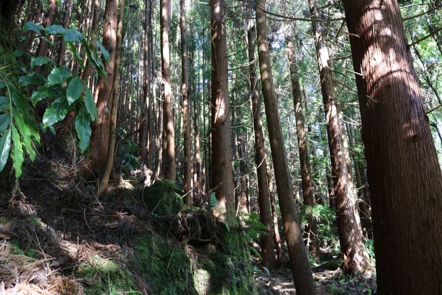 Terceira Island: Walking Trails Hiking Tour - How the 4-Hour Tour Feels in Real Time