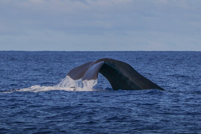 Terceira Island: Whale & Dolphin Watching | Best Wildlife Tour - Key Highlights You Can Plan Around