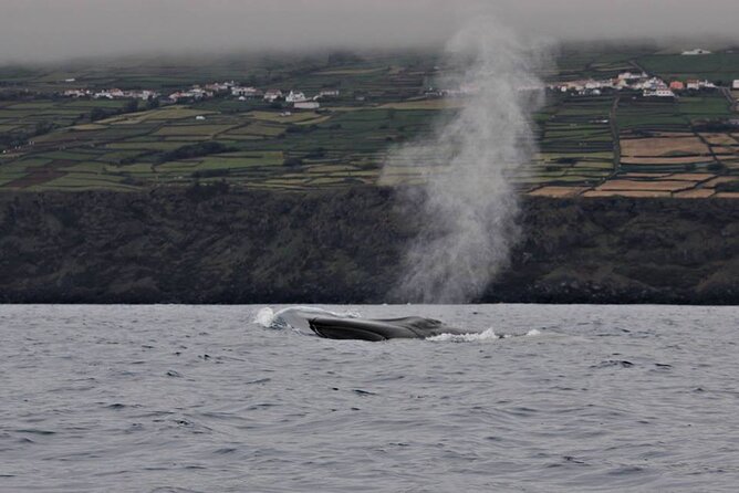 Terceira Island: Whale & Dolphin Watching | Best Wildlife Tour - Why Terceira Is a Real Cetacean Hotspot
