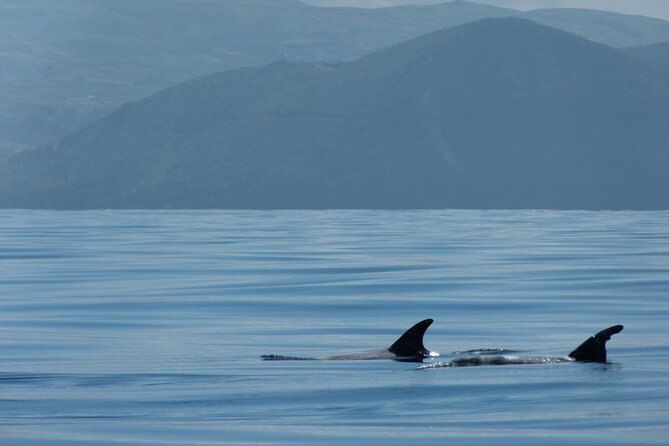 Terceira Island: Whale & Dolphin Watching | Best Wildlife Tour - Your Sighting Guarantee, and What It Really Means
