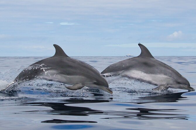Terceira Island: Whale & Dolphin Watching | Best Wildlife Tour - The Guide Experience: Clear, Hands-On, and Built for Spotting