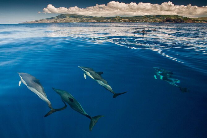 Terceira Island: Whale & Dolphin Watching | Best Wildlife Tour - What You Get for the Price, and Why $84.11 Can Be Good Value