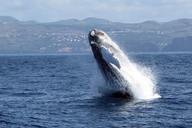 Terceira Island: Whale & Dolphin Watching | Best Wildlife Tour - Meeting at Marina de Angra do Heroísmo, Plus One Serious Transport Tip