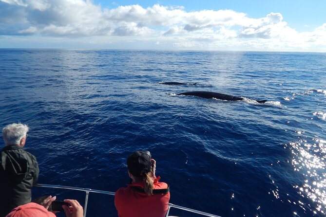 Terceira Island: Whale & Dolphin Watching | Best Wildlife Tour - Who This Tour Suits Best (and Who Might Feel Frustrated)