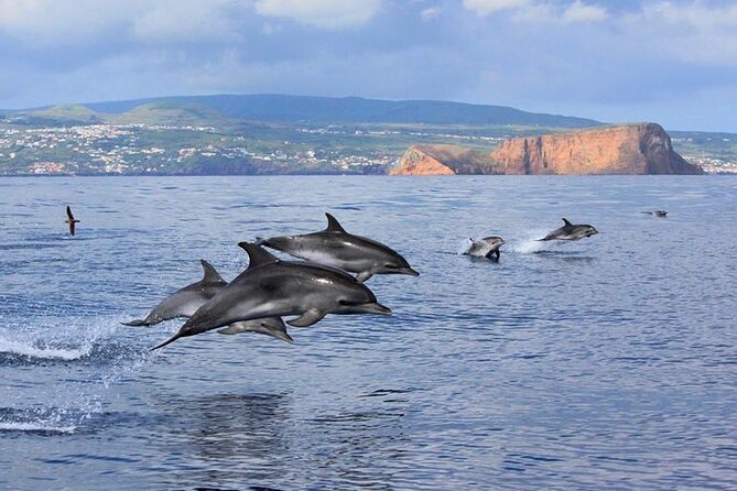 Terceira Island: Whale & Dolphin Watching | Best Wildlife Tour - How You Find Cetaceans: Spotter + Hidrophone in Real Time
