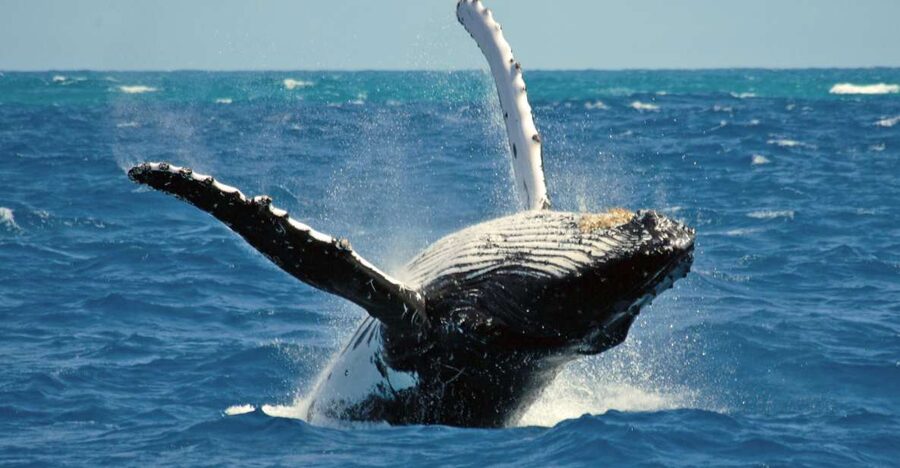 Terceira Island Whale Watching and Jeep Tour - Whale watching on Terceira: small-boat time and real animal odds