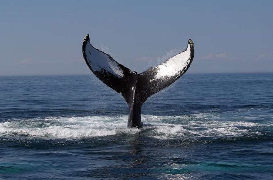 Terceira Island Whale Watching and Jeep Tour - Price and value for a full 8-hour mix