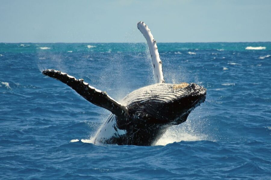 Terceira Island Whale Watching and Jeep Tour - What to bring, and the comfort reality on both boat and jeep