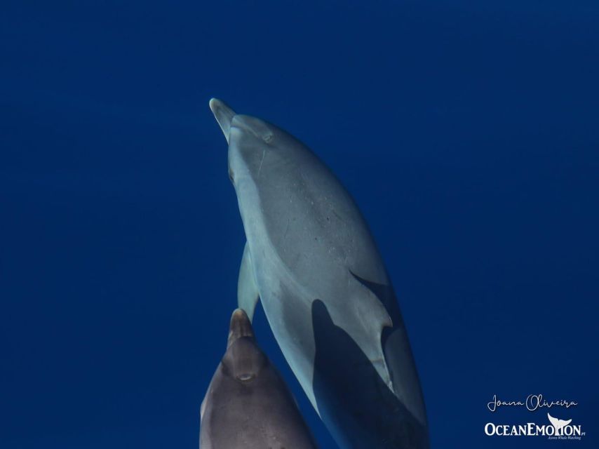Terceira: Swimming with Wild Dolphins | Natural Habitat - The 2.5-hour format: more than one chance in the water