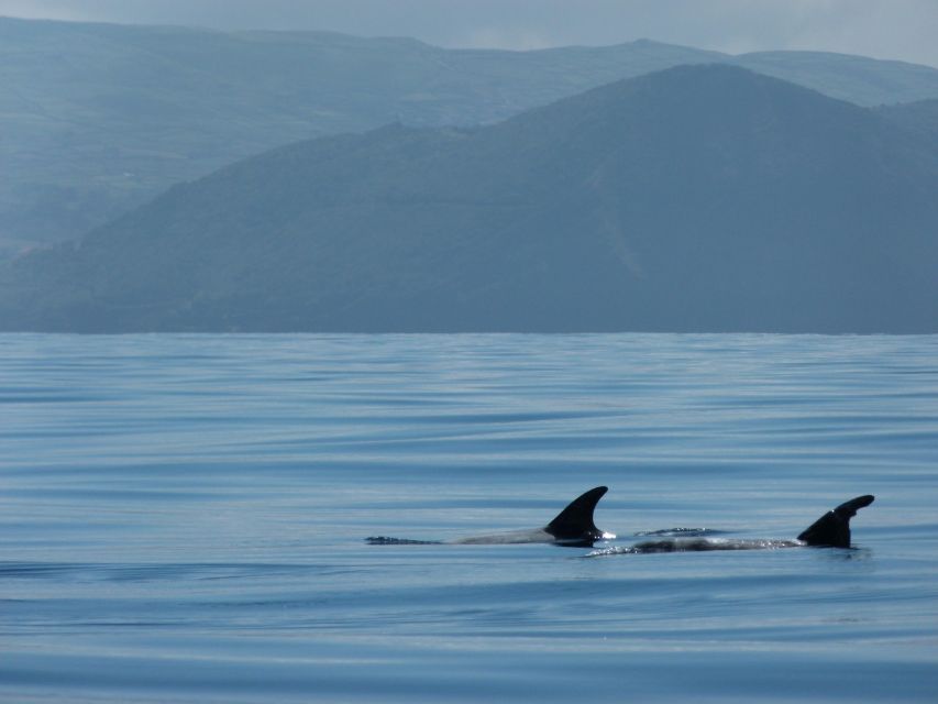 Terceira: Swimming with Wild Dolphins | Natural Habitat - Dolphin spotting, small groups, and why it matters