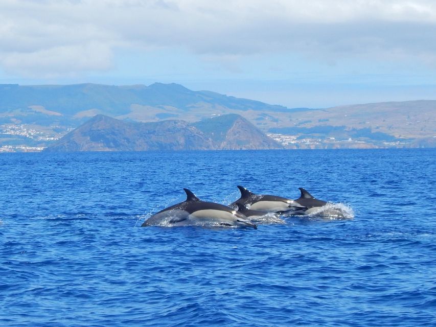Terceira: Swimming with Wild Dolphins | Natural Habitat - Safety briefing and equipment, and the open-sea reality