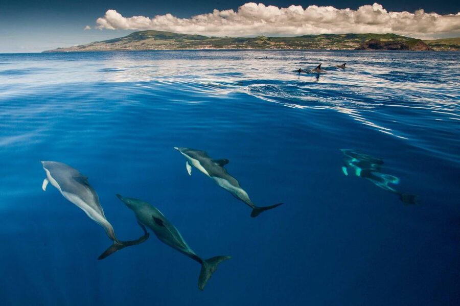 Terceira: Swimming with Wild Dolphins | Natural Habitat - Meeting OceanEmotion in Terceira, then getting ready fast