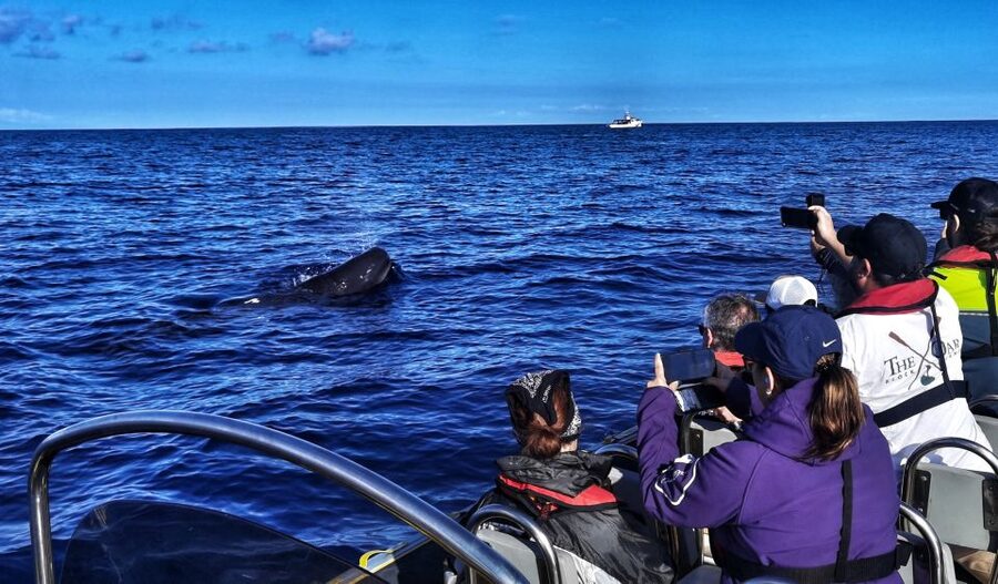 Terceira: Whale and Dolphin Watching in a Zodiac Boat - Key things to know before you go