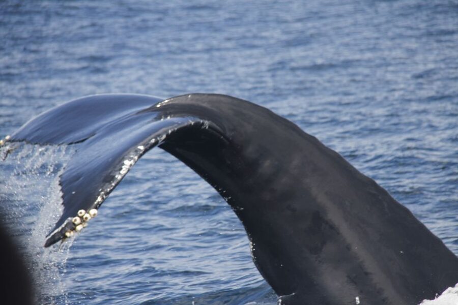 Terceira: Whale and Dolphin Watching in a Zodiac Boat - Why Terceira is a whale and dolphin watching hotspot