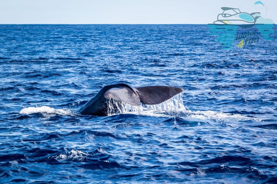 Terceira: Whale and Dolphin Watching in a Zodiac Boat - How the Monte Brasil spotter boosts your chances