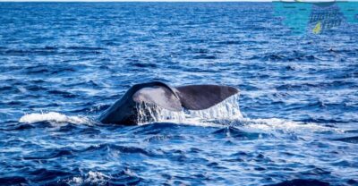 Whale and Dolphin Watching in a Zodiac Boat