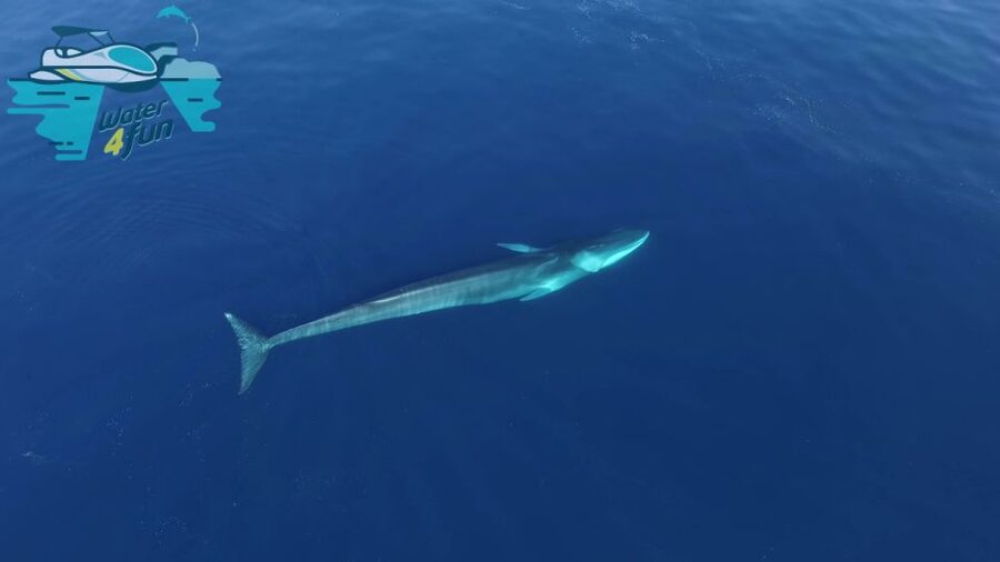 Terceira: Whale and Dolphin Watching in a Zodiac Boat - What happens on the water during the 2.5-hour experience