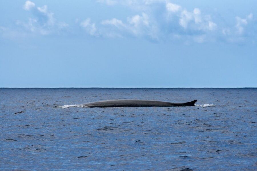 Terceira: Whale and Dolphin Watching in a Zodiac Boat - Species you might see, and what to watch for