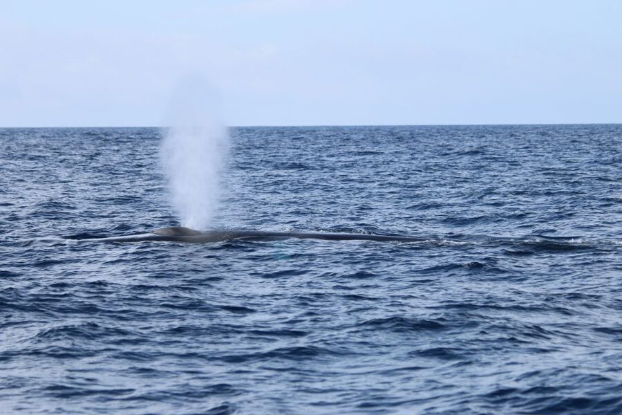 Terceira: Whale and Dolphin Watching in a Zodiac Boat - The guides and safety vibe: Viktor’s teaching style