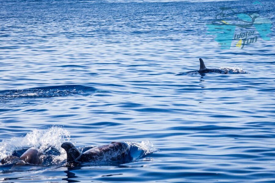 Terceira: Whale and Dolphin Watching in a Zodiac Boat - Practical packing tips for wet and cold reality