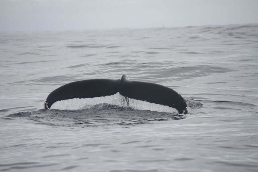 Terceira: Whale and Dolphin Watching in a Zodiac Boat - Who should book this Terceira zodiac tour?