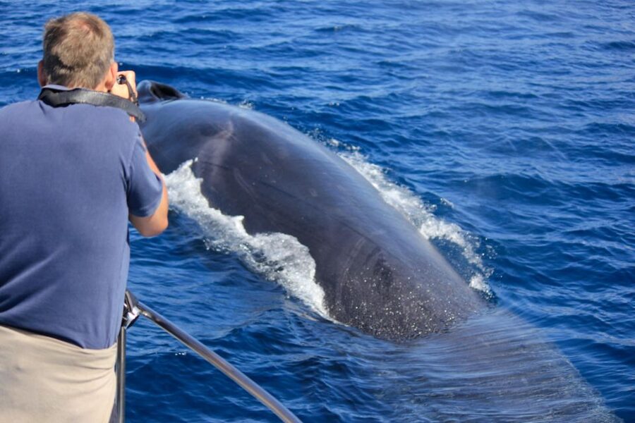 Terceira: Whale & Dolphin Watching | Best Wildlife Tour - Key highlights to know before you go