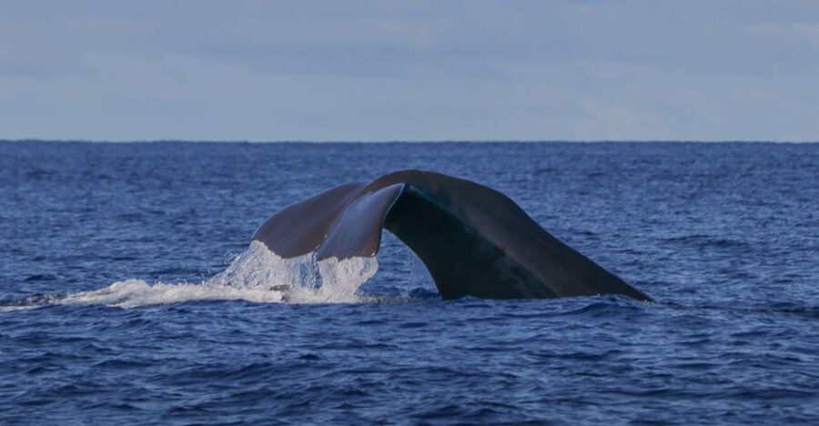 Terceira: Whale & Dolphin Watching | Best Wildlife Tour - Why Terceira is built for whales and dolphins