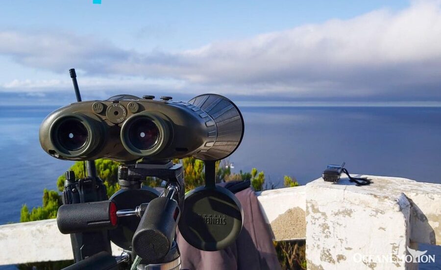 Terceira: Whale & Dolphin Watching | Best Wildlife Tour - What the 2.5 hours feel like on the water
