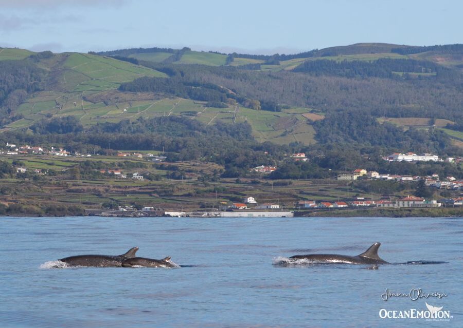 Terceira: Whale & Dolphin Watching | Best Wildlife Tour - The guide effect: enthusiasm that actually helps you see