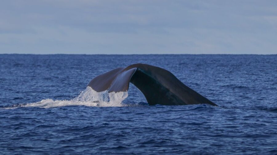 Terceira: Whale & Dolphin Watching | Best Wildlife Tour - Price and value: what $82 gets you in Terceira