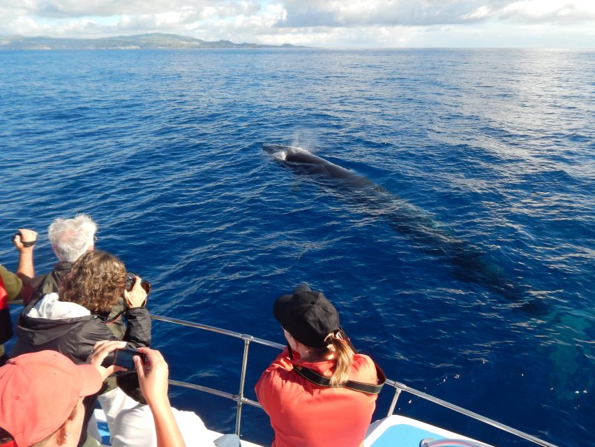 Terceira: Whale & Dolphin Watching | Best Wildlife Tour - What to bring so the weather does not ruin your photos