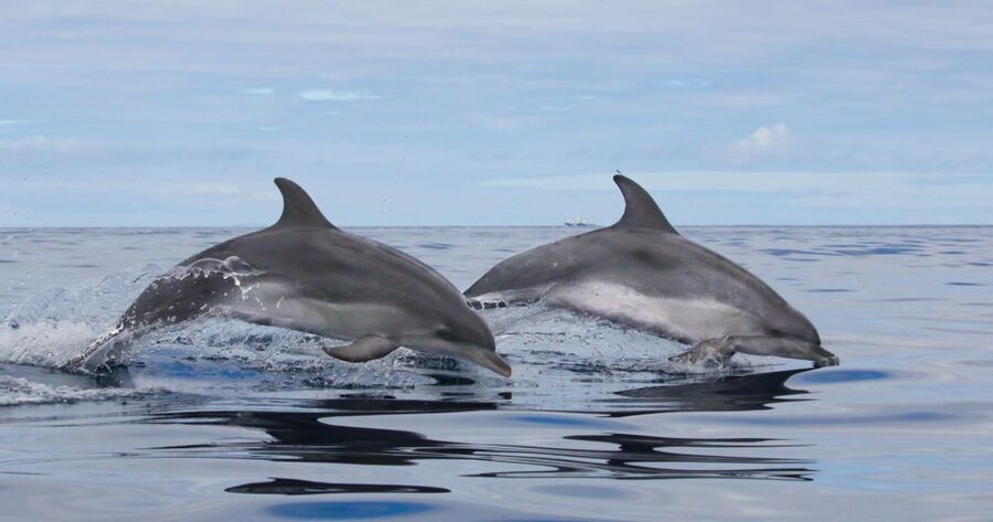 Terceira: Whale & Dolphin Watching | Best Wildlife Tour - The spotting system that improves your odds