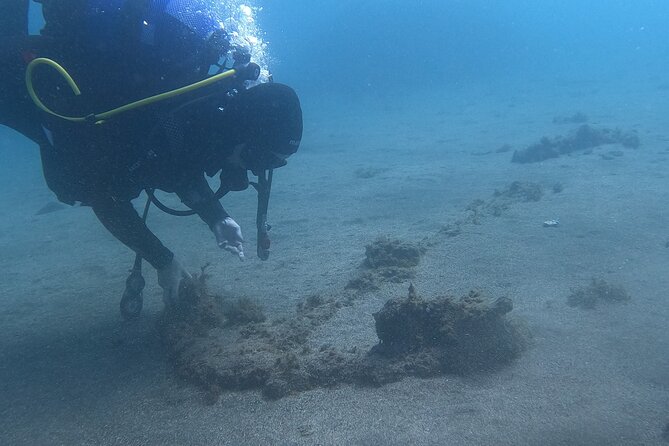Third Island:Try Scuba in a Shipwreck-Archeological park - What marine life you might spot around the Lidador