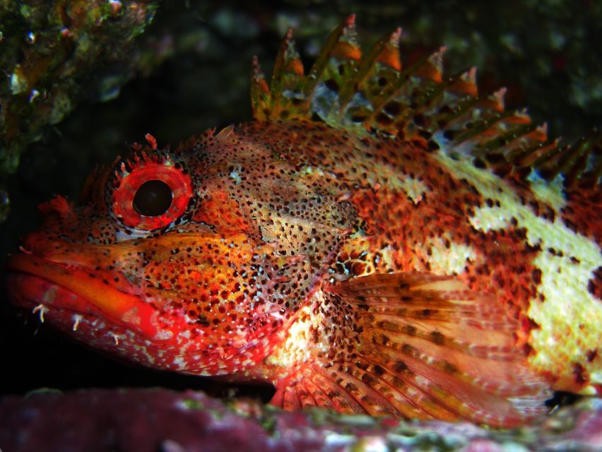 Vila Franca Do Campo: Introduction to Scuba Diving Tour - The speedboat start: quick out, quick in, less time stuck waiting