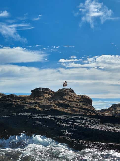 Vila Franca do Campo: Marine Life & Bird Watching & Islet Tour - Key highlights worth your attention