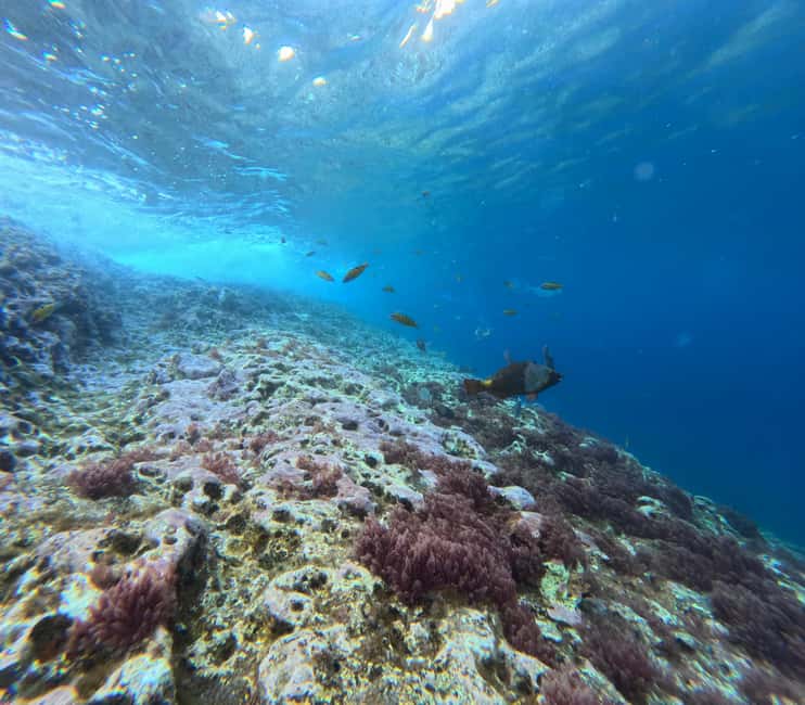 Vila Franca do Campo: Marine Life & Bird Watching & Islet Tour - Snorkeling near the islet mouth: how to make the last 20 minutes count