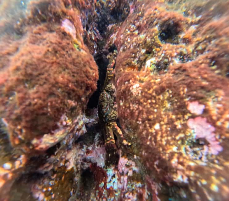 Vila Franca do Campo: Marine Life & Bird Watching & Islet Tour - Price and value: what you’re really paying for at $46