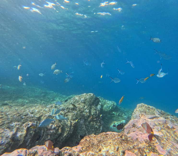 Vila Franca do Campo: Marine Life & Bird Watching & Islet Tour - Who this tour suits best in the Azores