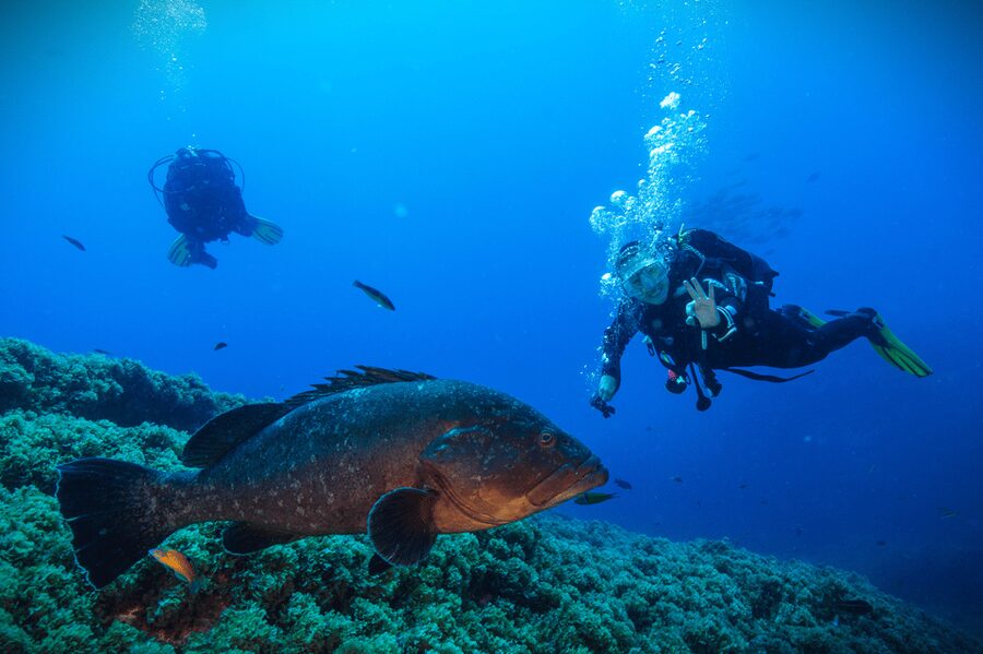Vila Franca do Campo: Try Scuba Diving for the first time! - Key Things I’d Actually Remember