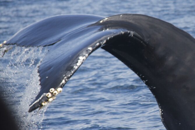 Watching whales and dolphins on Terceira Island - Key highlights before you go