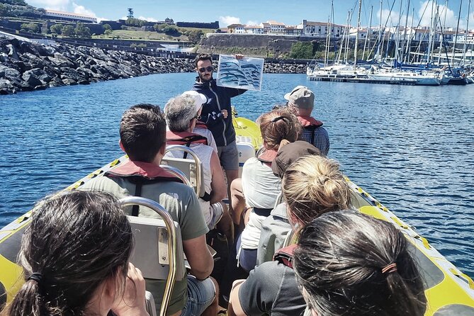 Watching whales and dolphins on Terceira Island - A 3-hour Terceira morning that’s really about finding cetaceans