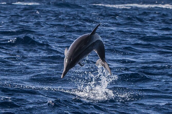 Watching whales and dolphins on Terceira Island - The boat setup on Terceira: small group, big views