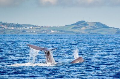 Watching whales and dolphins on Terceira Island