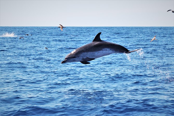 Watching whales and dolphins on Terceira Island - What you can realistically see: whales and dolphins in the Azores