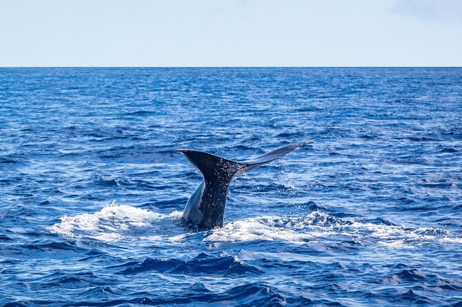 Watching whales and dolphins on Terceira Island - How the crew works once animals are spotted