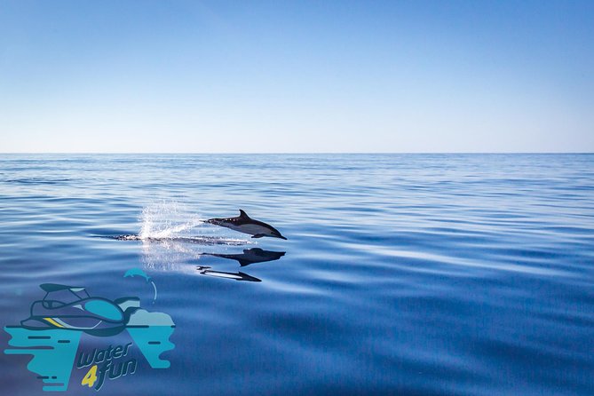 Watching whales and dolphins on Terceira Island - Safety and comfort: what’s included, what to bring