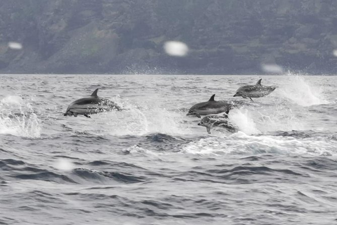 Watching whales and dolphins on Terceira Island - Weather is not just a detail, it drives the whole experience