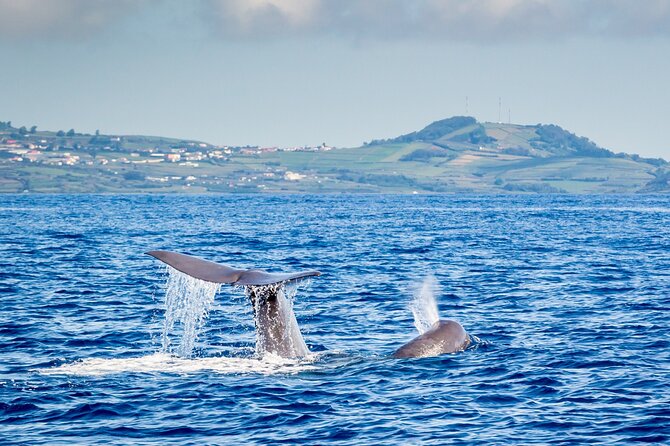 Watching whales and dolphins on Terceira Island - Monte Brasil spotter: the secret sauce for higher odds